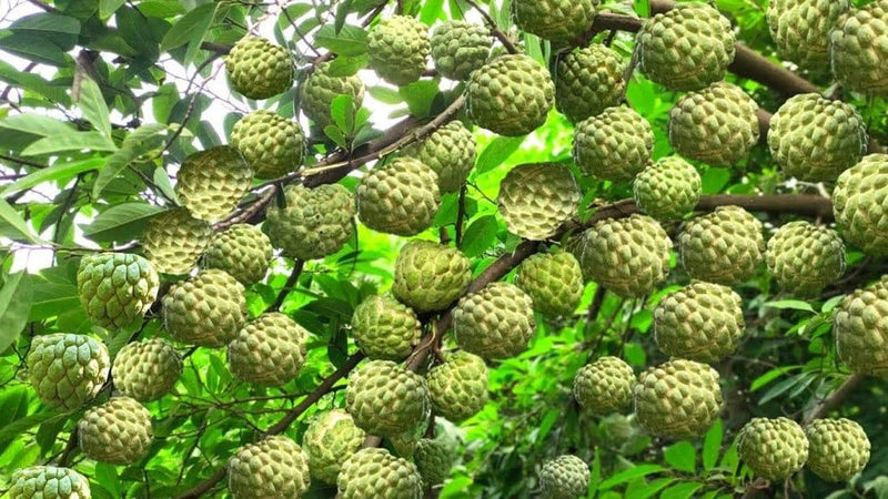 Custard Apple Seeds